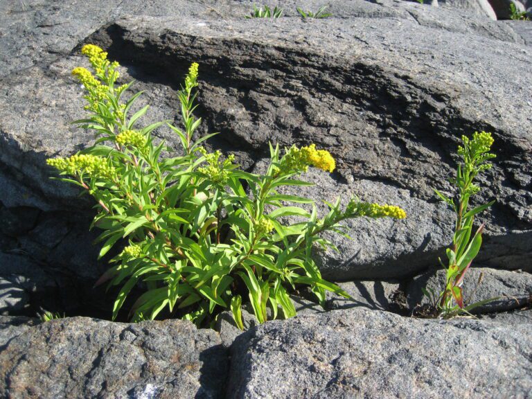 Yellow Rock Flower